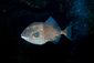 Triggerfish